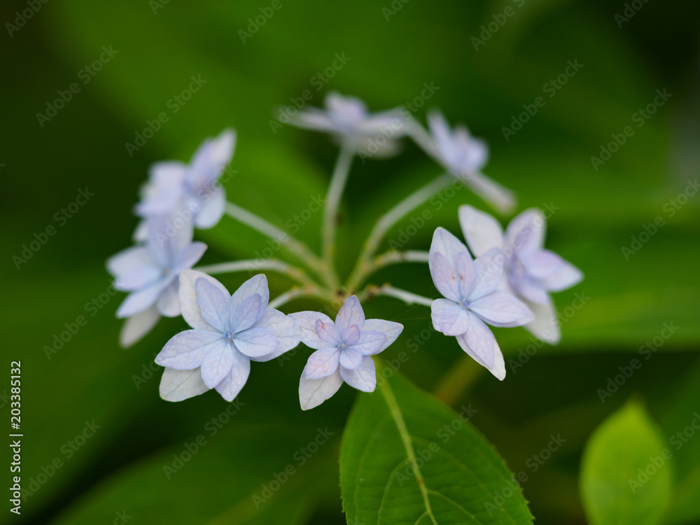 植物 花 紫陽花 植物 花 紫陽花