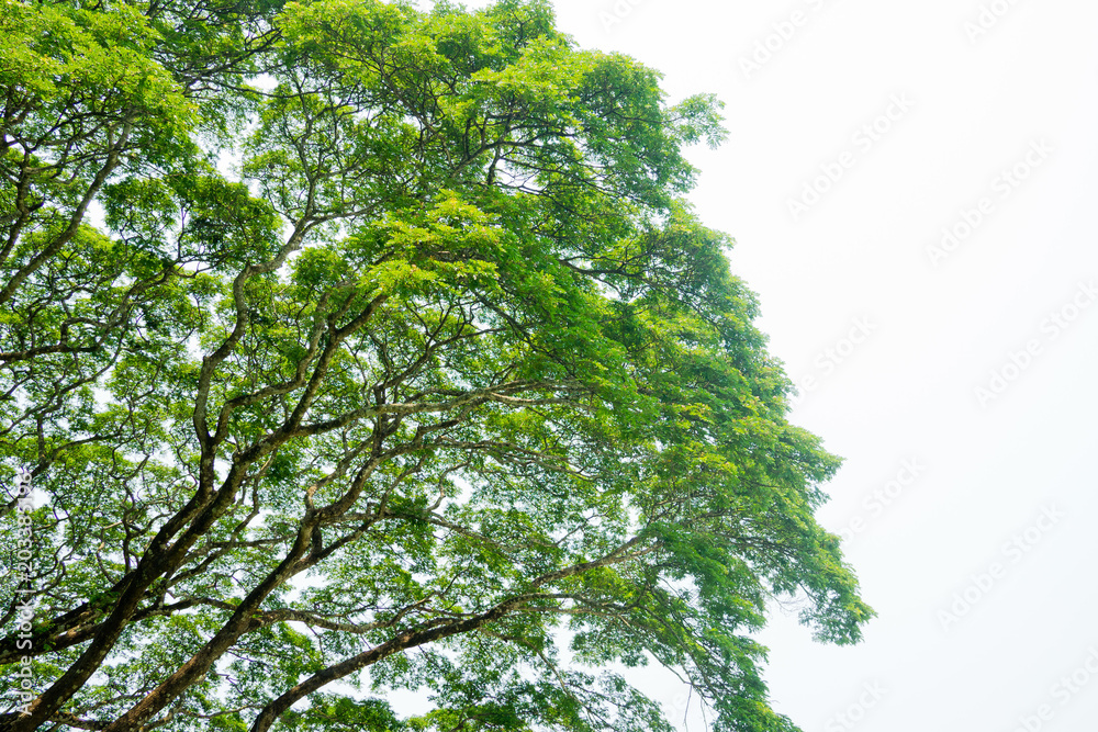 landscape, tree forest sky, big tree 