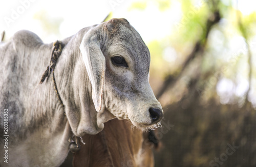 Pretty Little Baby Cow or Calf on Farmland © Indian Creation