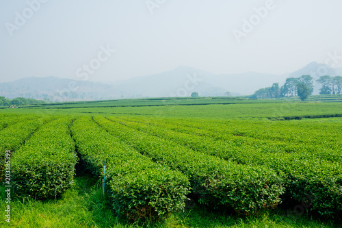 Tea Plantation, Oolong tea farm, green landscape background, green leaf © waranyu