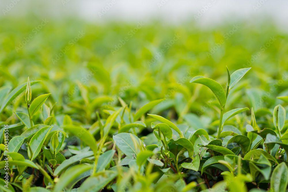 Tea Plantation, Oolong tea farm, green landscape background, green leaf Tea Plantation, Oolong tea farm, green landscape background, green leaf