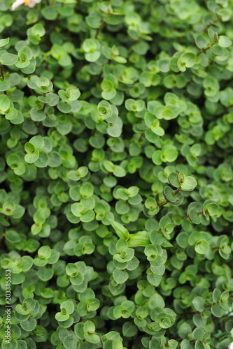 Wallpaper Mural Green plant Torontodigital.ca
