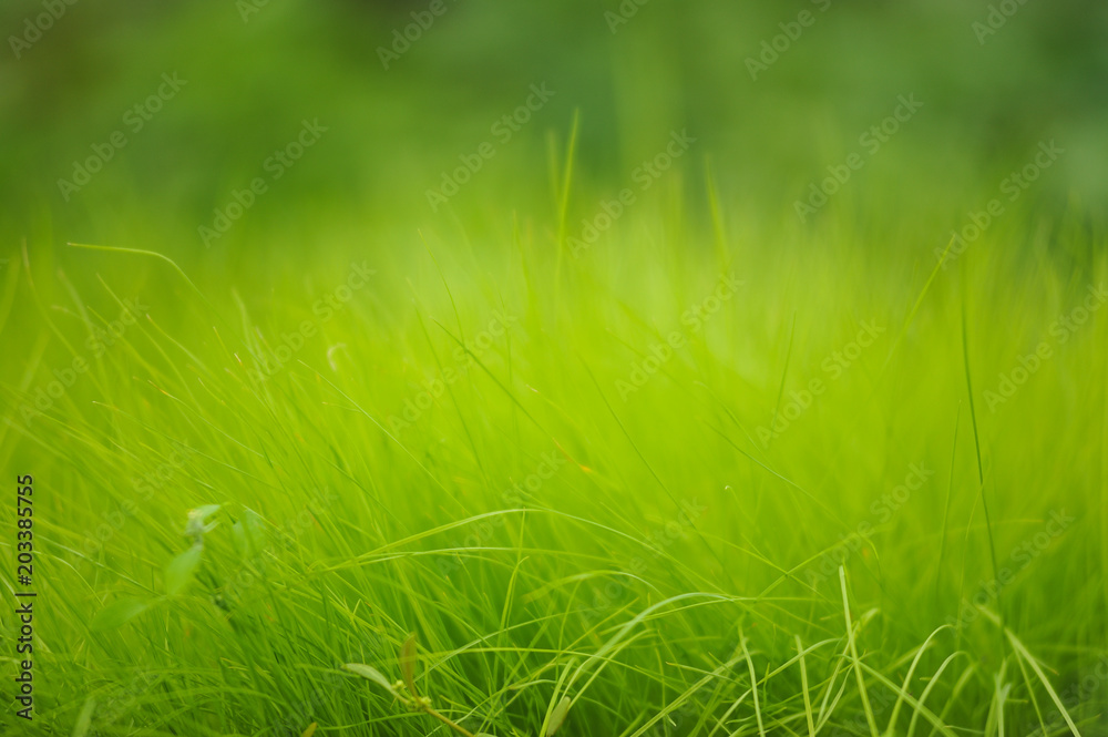Fresh green grass close up.