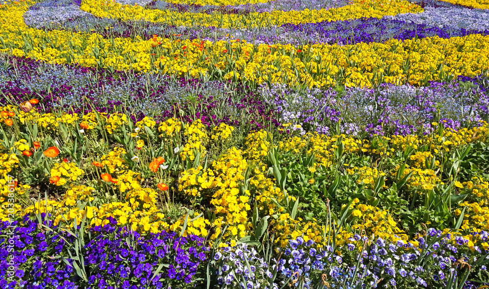 Obraz premium Beautiful flowers in the park at spring time.