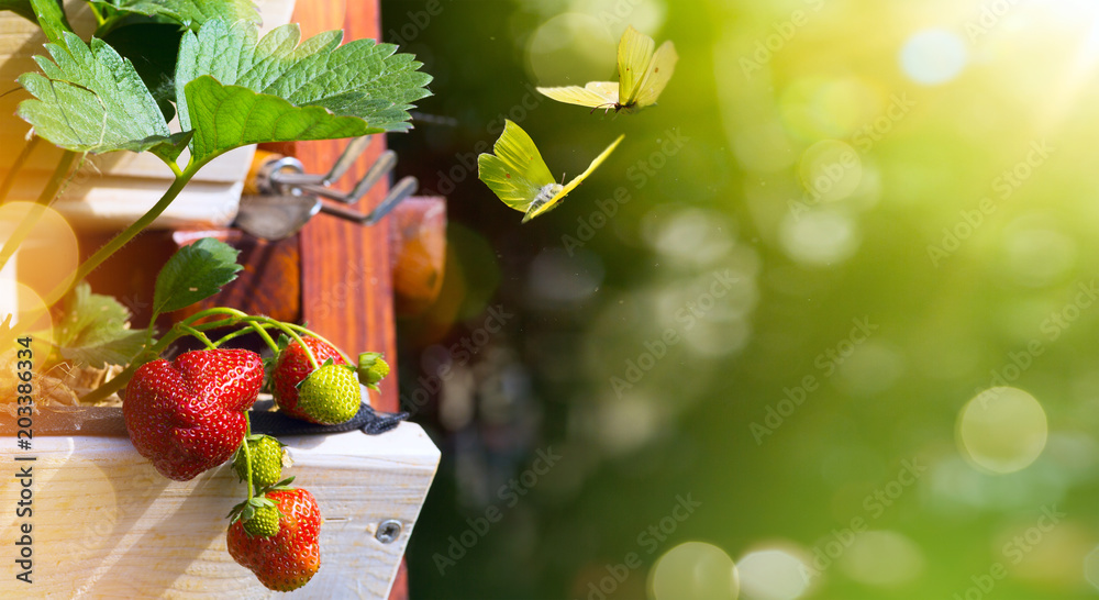 Summer fruit background; fresh  Strawberry on a green garden background - obrazy, fototapety, plakaty 