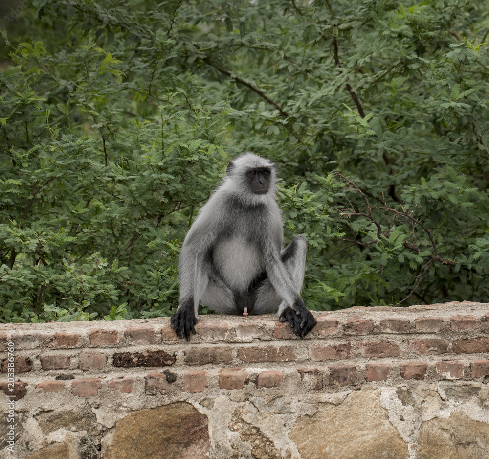 Indian Monkey also know as Indian langur, Hanuman langur, ape, semnopithecus
