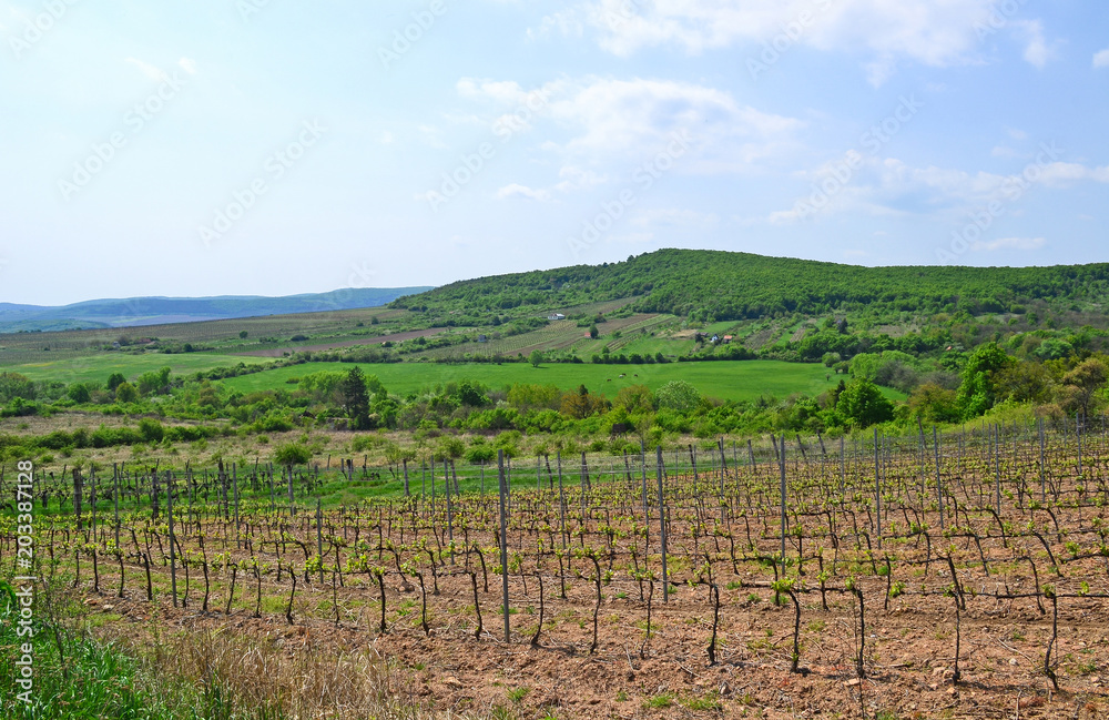 Vineyard in the mountain Zemplen, Hungary