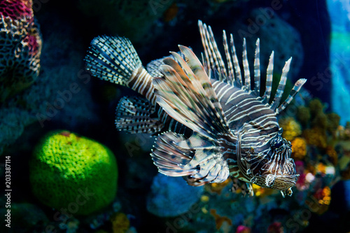 lion fish  fish at aquarium  under water  animals