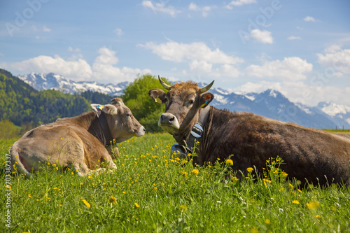 Kühe - Allgäu - Panorama - Frühling - Alpen - Berge © Dozey