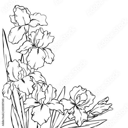 Fototapeta Naklejka Na Ścianę i Meble -  vector contour iris  flowers coloring book pattern half border frame