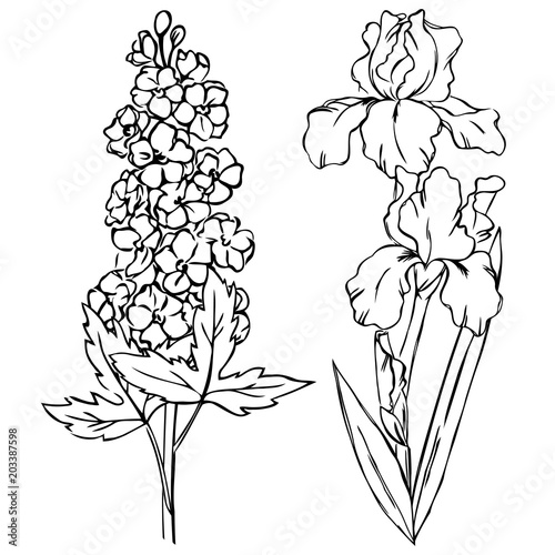 vector contour iris delphinium flowers coloring book pattern
