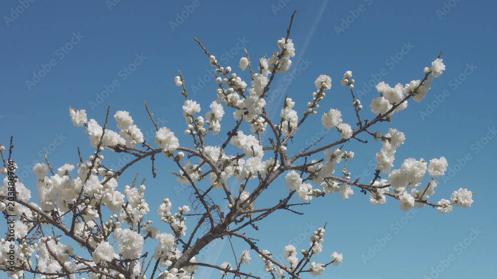 white flowers on tree on blue sky with bees in spring park white flowers on tree on blue sky with bees in spring park