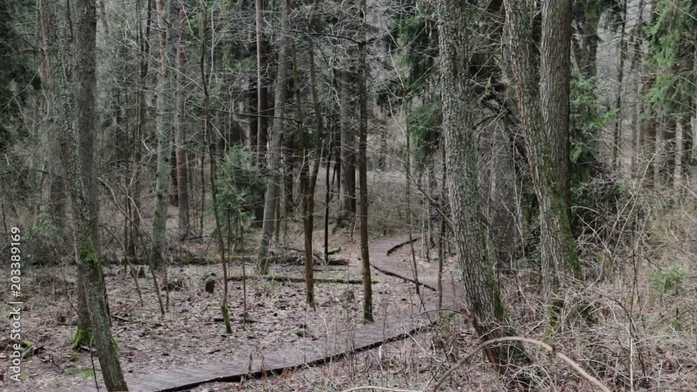 Saint Petersburg, Russia - May 2018: People walking in the forest along ecology walkway in Komarovo. Saint Petersburg, Russia - May 2018: People walking in the forest along ecology walkway in Komarovo.