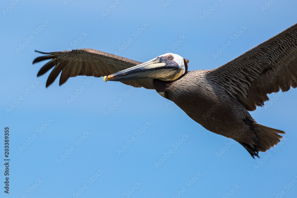 Obraz premium Brown Pelican in flight near Houston, Texas, USA.