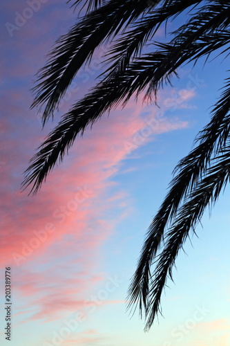 Palm tree and sky