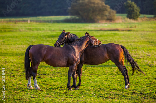 Zwei Pferde auf der Weide stehen sich gegen  ber 