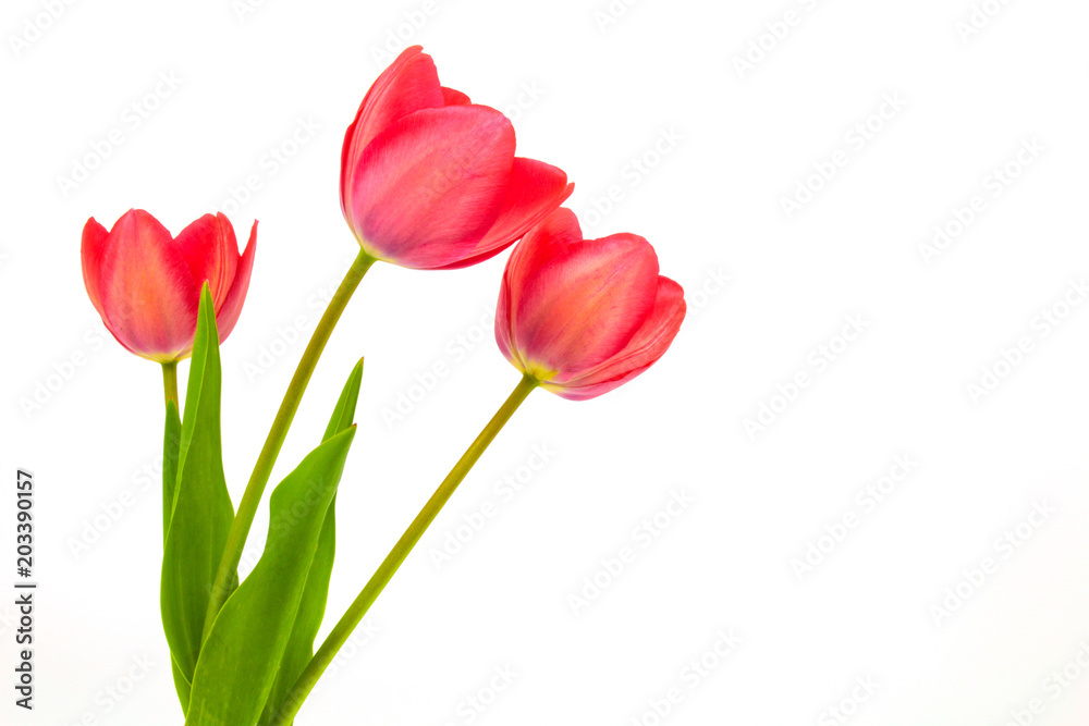 Beautiful red tulip isolated on white background.