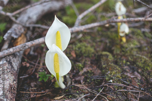 Image of wild poisonous two white flowers called Calla palustris in spring season photo