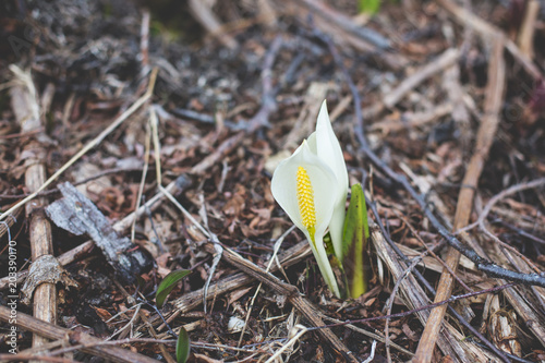 Image of beautiful wild poisonous white flower called Calla palustris in spring season photo