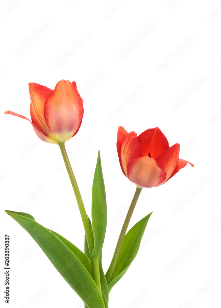 Beautiful red tulips on white background