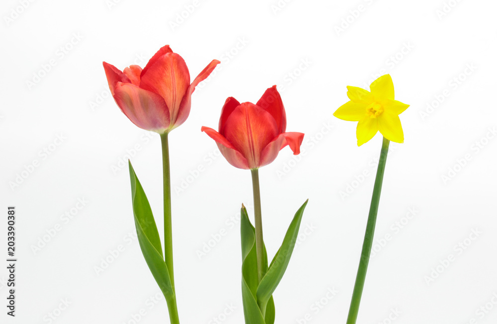 Beautiful red tulips and yellow daffodil on white background Beautiful red tulips and yellow daffodil on white background