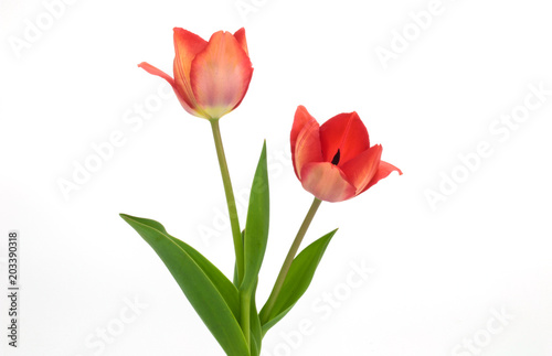 Beautiful red tulips on white background