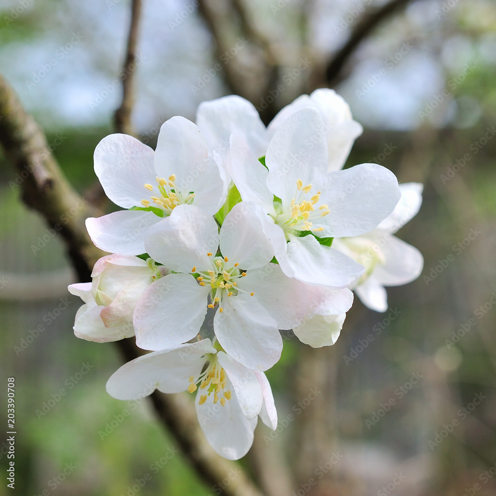 branch of apple tree flowers
