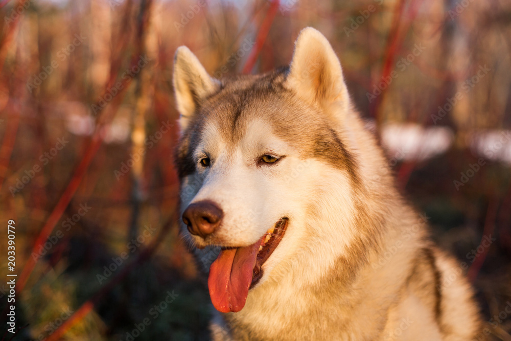 Obraz premium Close-up Portrait of beautiful Beige and white Siberian Husky dog in spring season on red bush background. Profile image of prideful husky male looks like a wolf in the forest at sunset