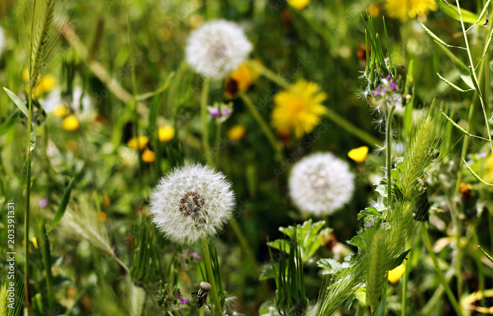 Dandelions in spring Dandelions in spring
