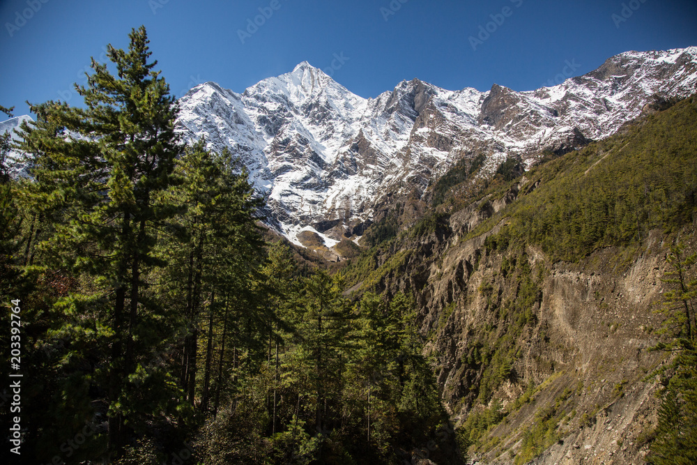 Obraz premium Image of Annapurna range on the Annapurna circuit trek in Nepal. Amazing views of Snow capped peaks of Himalayas from the pine forest