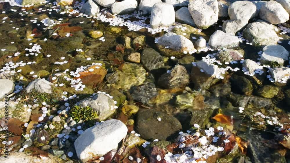 流れる桜の花びら 流れる桜の花びら