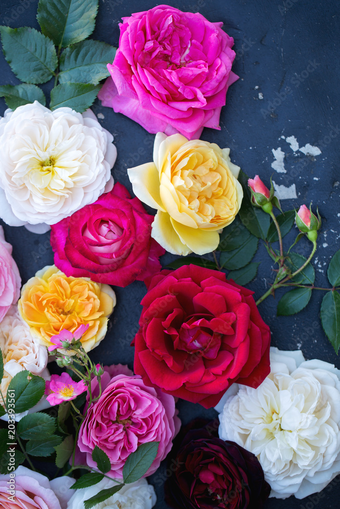 Fototapeta premium Collection of multi-colored roses
