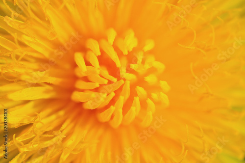 dandelion in green grass