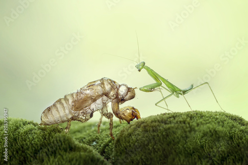 Mantis Photo Collections - Praying Mantis, Orchid Mantis, Dead-Leaf Mantis, Cobra Mantis, Baby Mantis