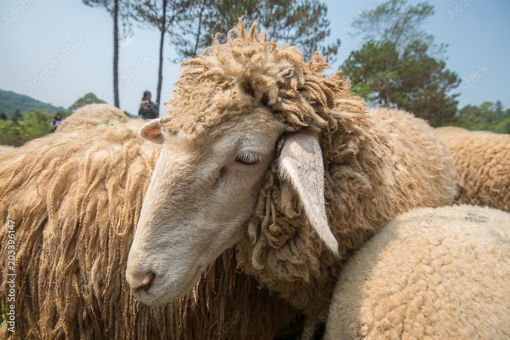 Portrait of family sheep Portrait of family sheep