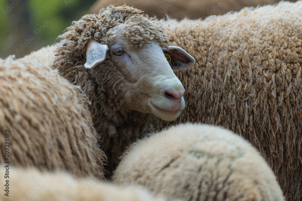 Portrait of family sheep Portrait of family sheep