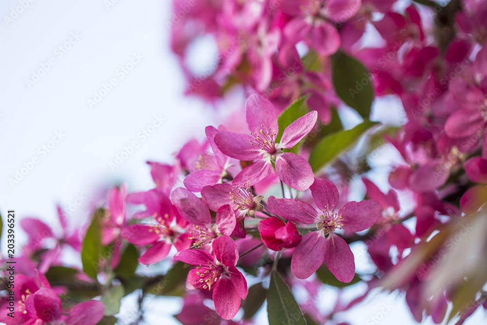 Pink tree flowers in spring