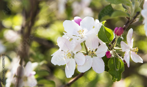 Apple flowers in spring