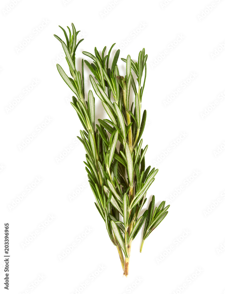 rosemary isolated on white