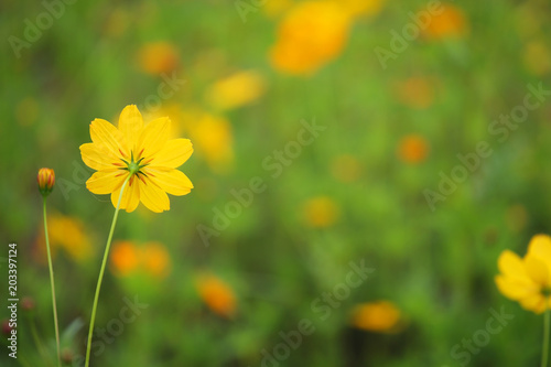 close up of beautiful yellow cosmoa flower with beautiful bokeh background