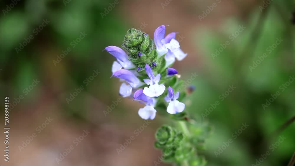 orquidea morada