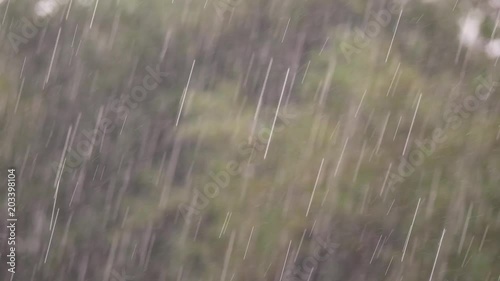The Heavy Rain in The Swaying Tree in The Background