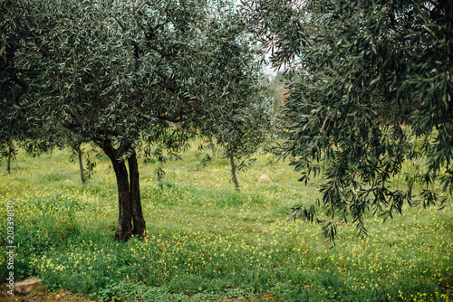 Plantation of olive trees in Portugal