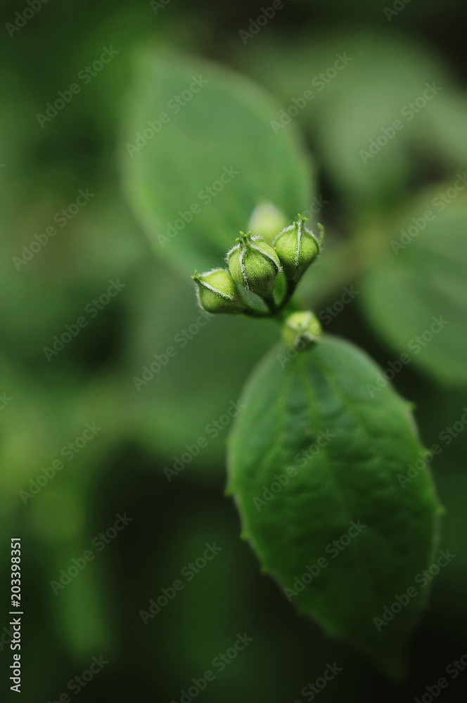Spring landscape with delicate jasmine flowers Spring landscape with delicate jasmine flowers