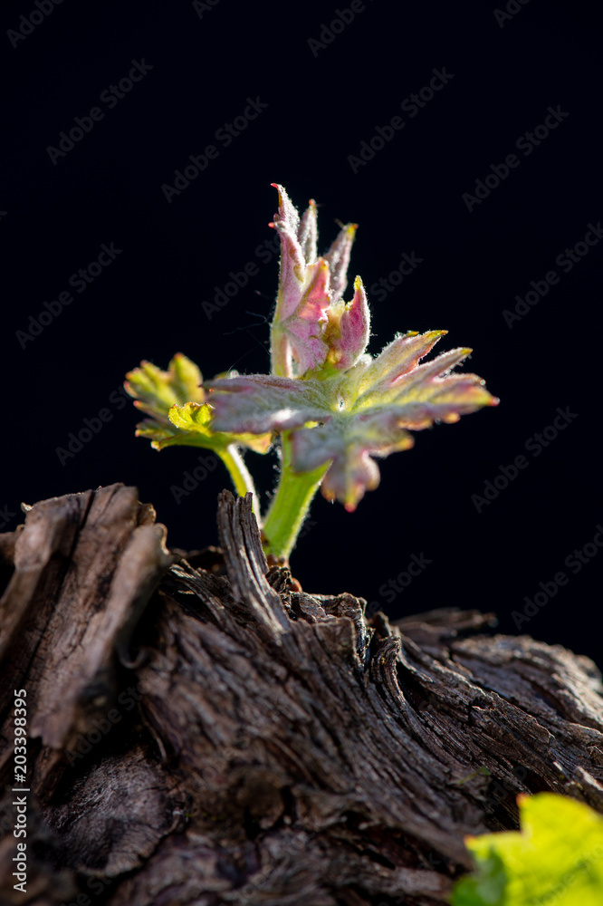 New bug and leaves sprouting at the beginning of spring on a trellised vine growing in bordeaux vineyard