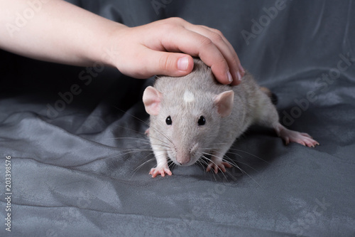 rat on a dark background