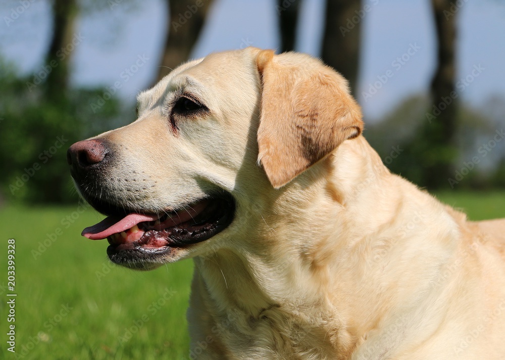 beautiful labrador portrait in the garden beautiful labrador portrait in the garden