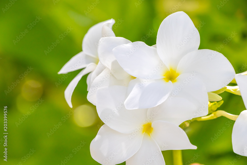 Close-up of a white-yellow frangipani flower Close-up of a white-yellow frangipani flower