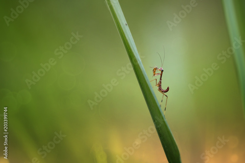 Mantis Photo Collections - Praying Mantis, Orchid Mantis, Dead-Leaf Mantis, Cobra Mantis, Baby Mantis