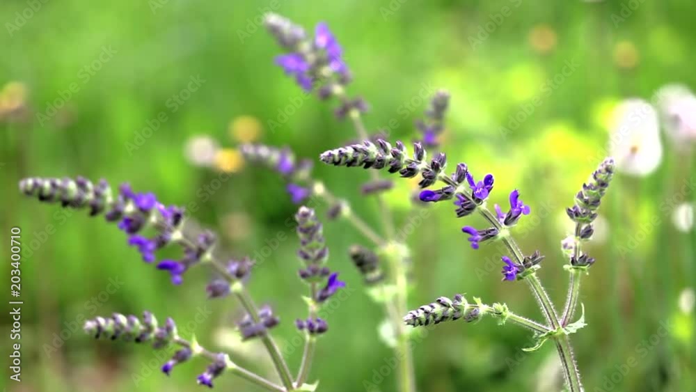 espiga de flores silvestres  moradas movidas por el viento en un campo verde desenfocado